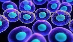 Effect of Dextrose Prolotherapy, Platelet Rich Plasma and Autologous Conditioned Serum on Knee Osteoarthritis: A Randomized Clinical Trial